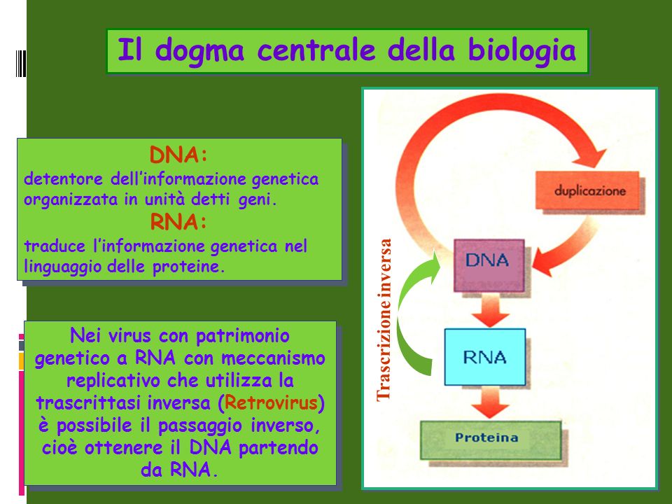 Il dogma centrale della biologia
