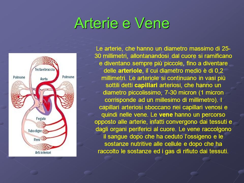 Arterie e Vene