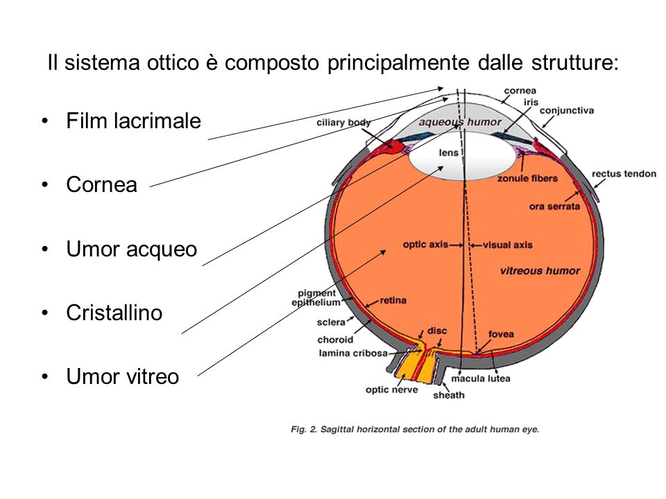 Il sistema ottico è composto principalmente dalle strutture: