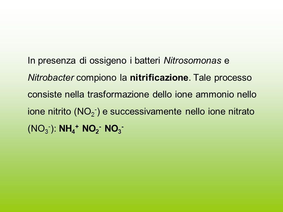 In presenza di ossigeno i batteri Nitrosomonas e Nitrobacter compiono la nitrificazione.