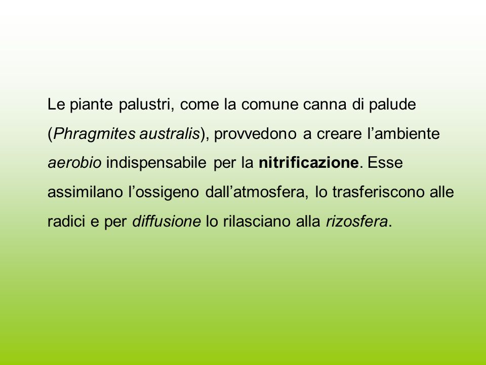 Le piante palustri, come la comune canna di palude (Phragmites australis), provvedono a creare l’ambiente aerobio indispensabile per la nitrificazione.