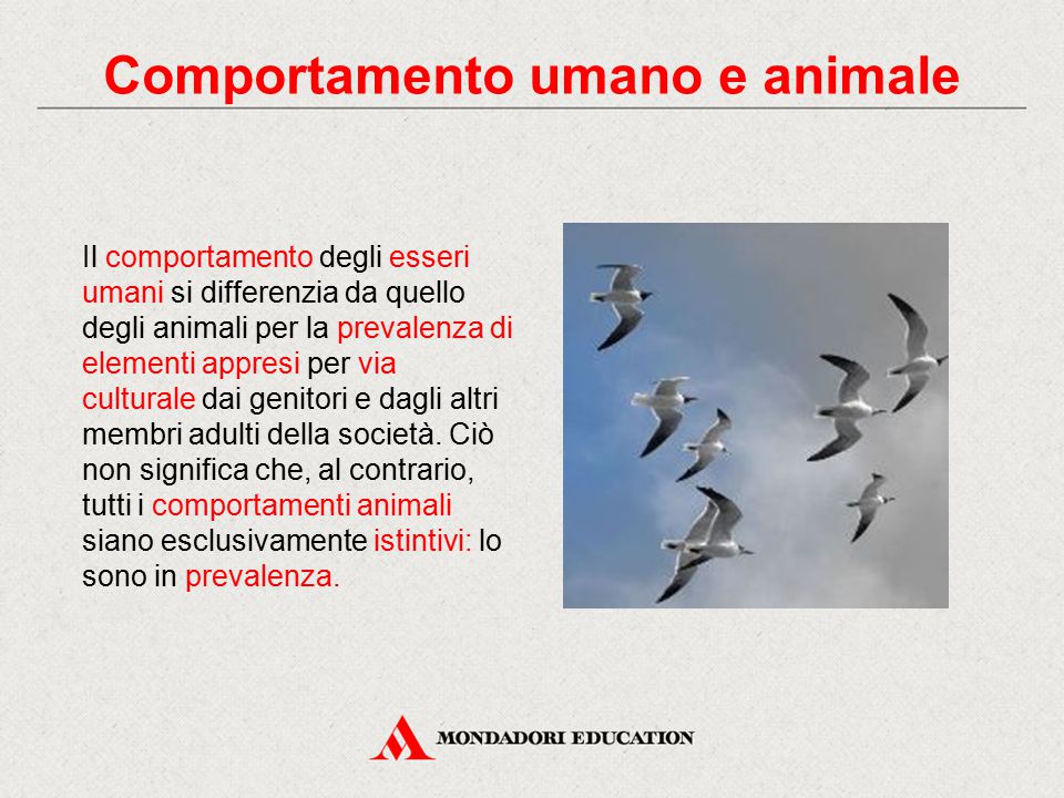Comportamento umano e animale