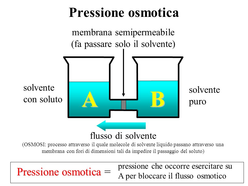 A B Pressione osmotica Pressione osmotica = membrana semipermeabile