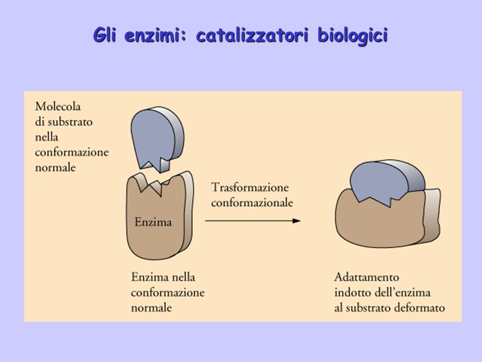 Gli enzimi: catalizzatori biologici