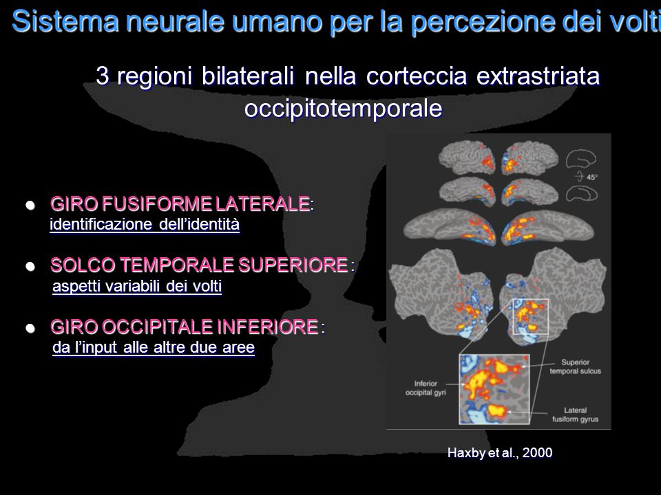 Sistema neurale umano per la percezione dei volti