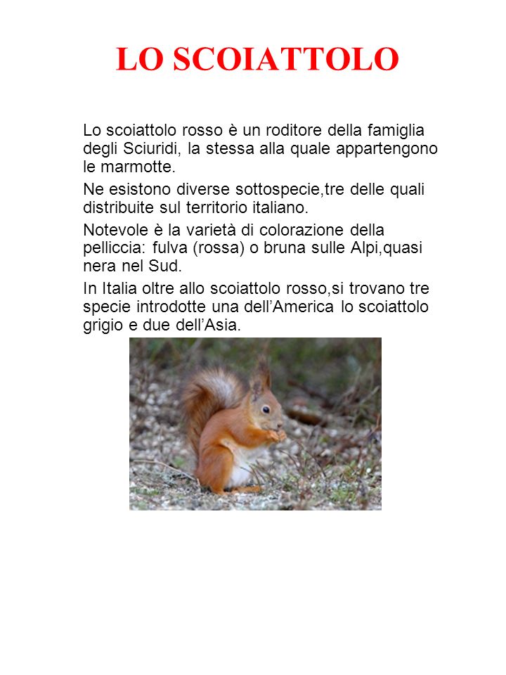 LO SCOIATTOLO Lo scoiattolo rosso è un roditore della famiglia degli Sciuridi, la stessa alla quale appartengono le marmotte.
