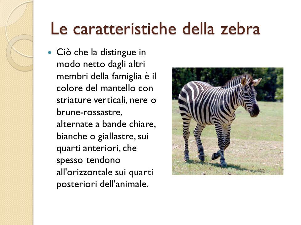 Le caratteristiche della zebra