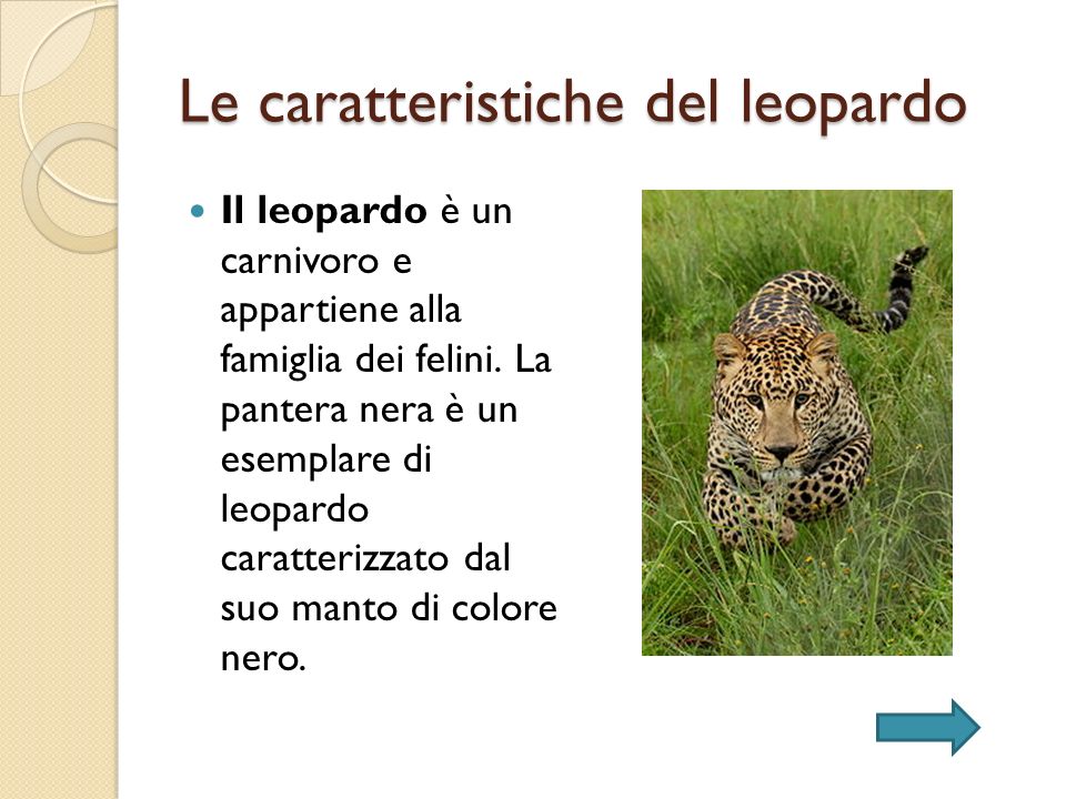 Le caratteristiche del leopardo