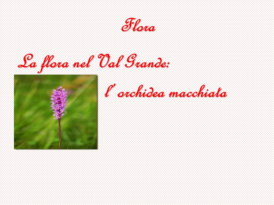 Flora La flora nel Val Grande: l’ orchidea macchiata