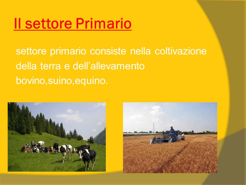 Il settore Primario settore primario consiste nella coltivazione della terra e dell’allevamento bovino,suino,equino.