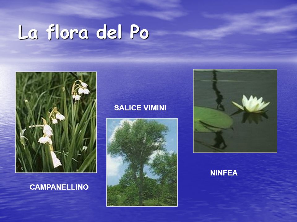 La flora del Po SALICE VIMINI NINFEA CAMPANELLINO