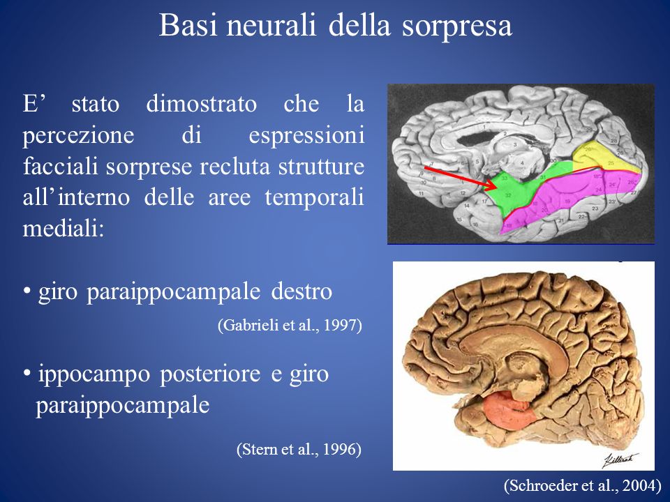(Stern et al., 1996) Basi neurali della sorpresa