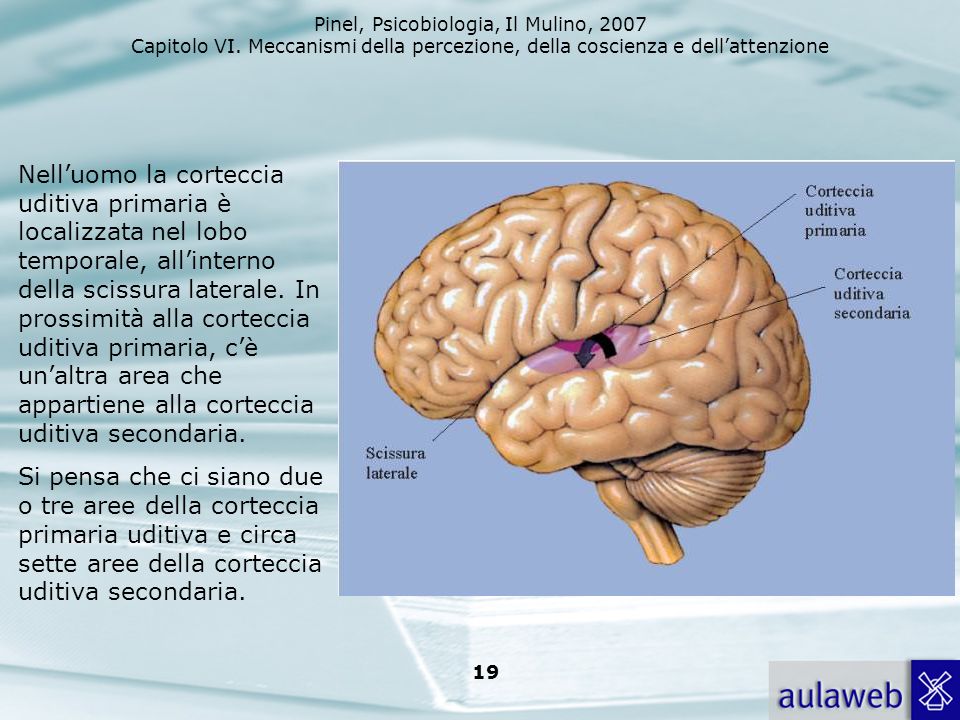 Nell’uomo la corteccia uditiva primaria è localizzata nel lobo temporale, all’interno della scissura laterale. In prossimità alla corteccia uditiva primaria, c’è un’altra area che appartiene alla corteccia uditiva secondaria.