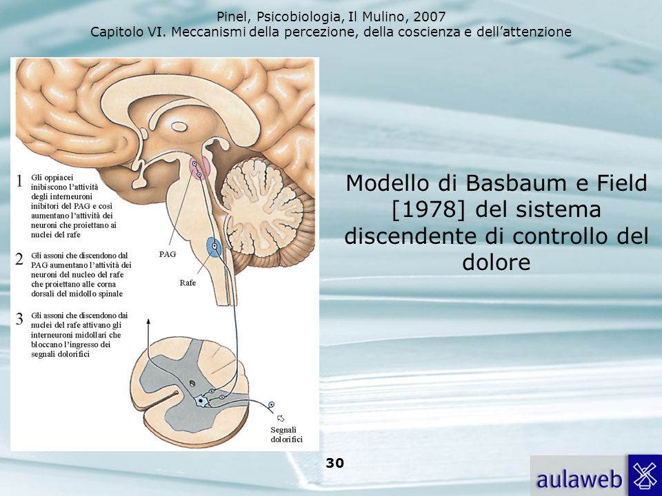 Modello di Basbaum e Field [1978] del sistema discendente di controllo del dolore