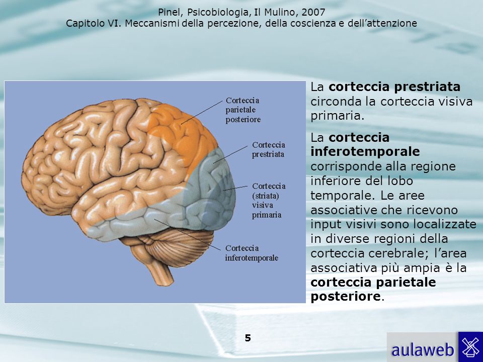 La corteccia prestriata circonda la corteccia visiva primaria.