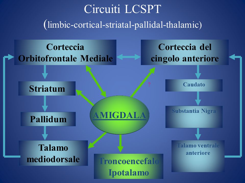 Circuiti LCSPT (limbic-cortical-striatal-pallidal-thalamic)