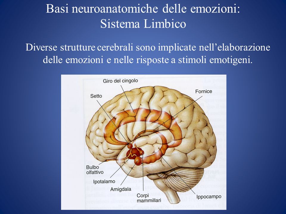 Basi neuroanatomiche delle emozioni: Sistema Limbico
