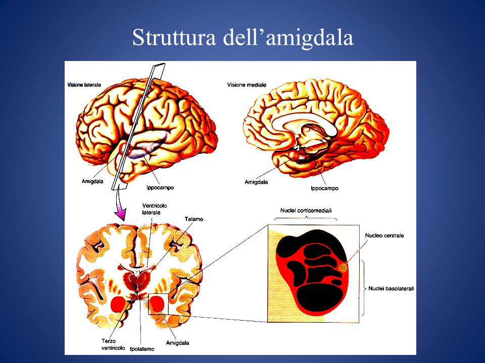 Struttura dell’amigdala