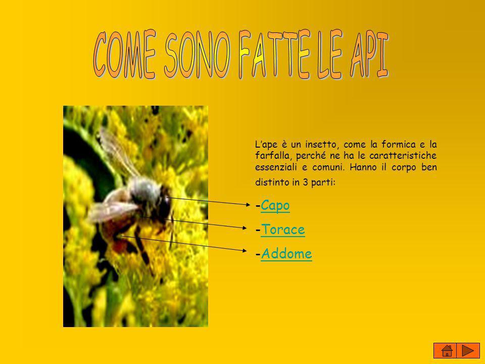 COME SONO FATTE LE API -Capo Torace Addome