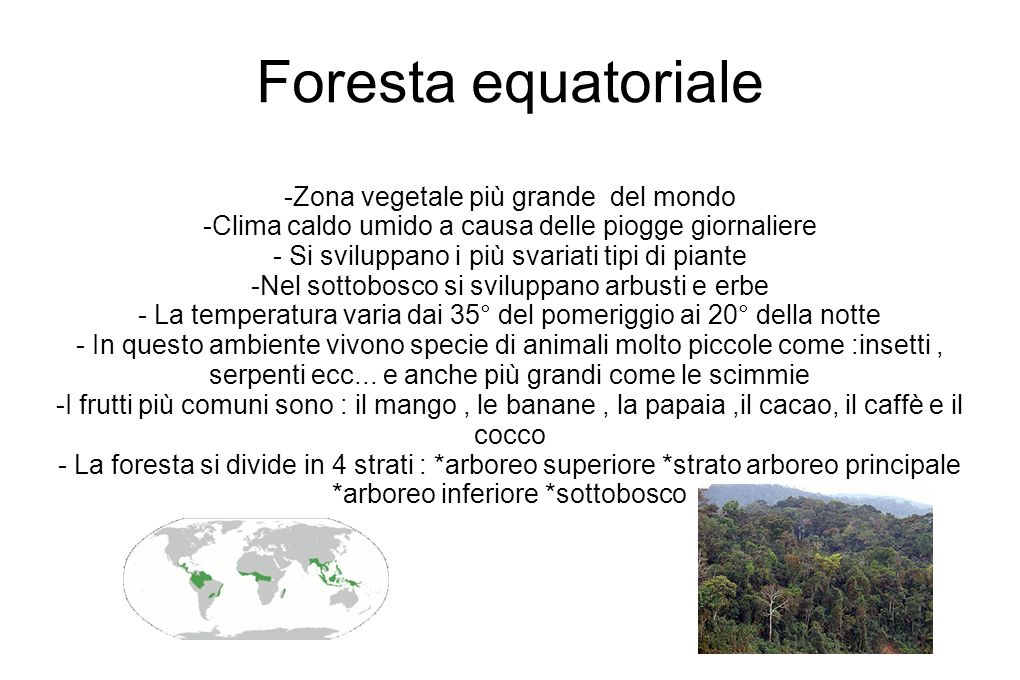 Foresta equatoriale -Zona vegetale più grande del mondo