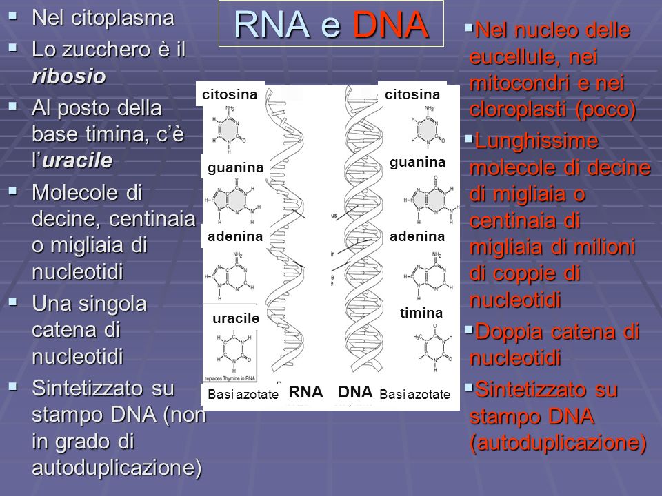 RNA e DNA Nel citoplasma Lo zucchero è il ribosio