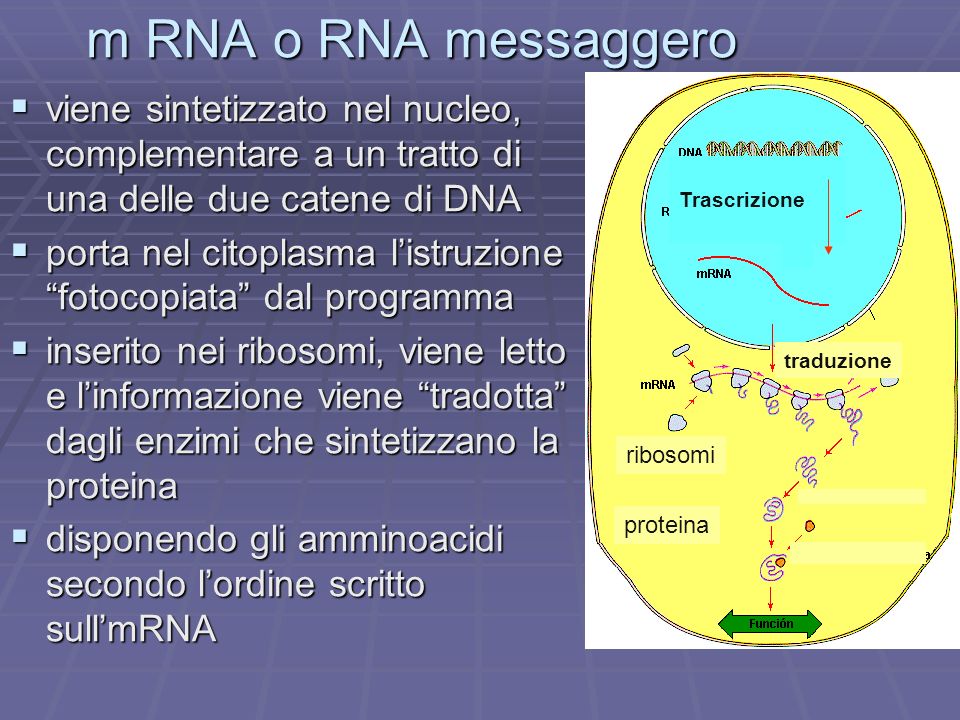 m RNA o RNA messaggero Trascrizione. traduzione. proteina. ribosomi.