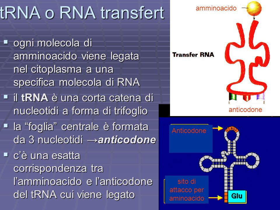 tRNA o RNA transfert anticodone. amminoacido. ogni molecola di amminoacido viene legata nel citoplasma a una specifica molecola di RNA.