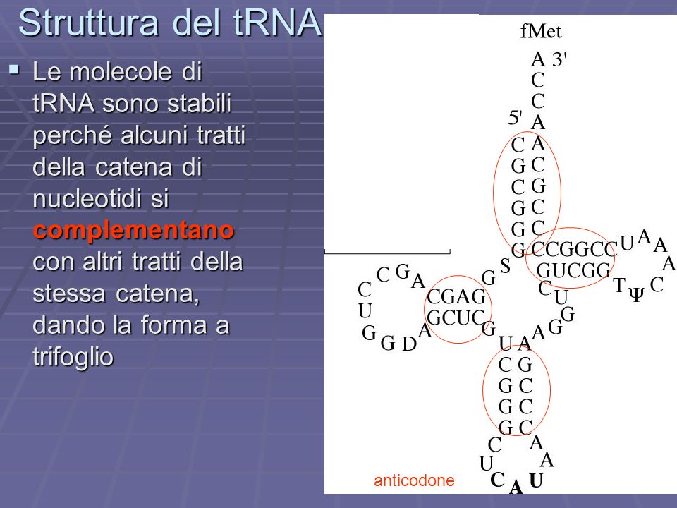 Struttura del tRNA anticodone.
