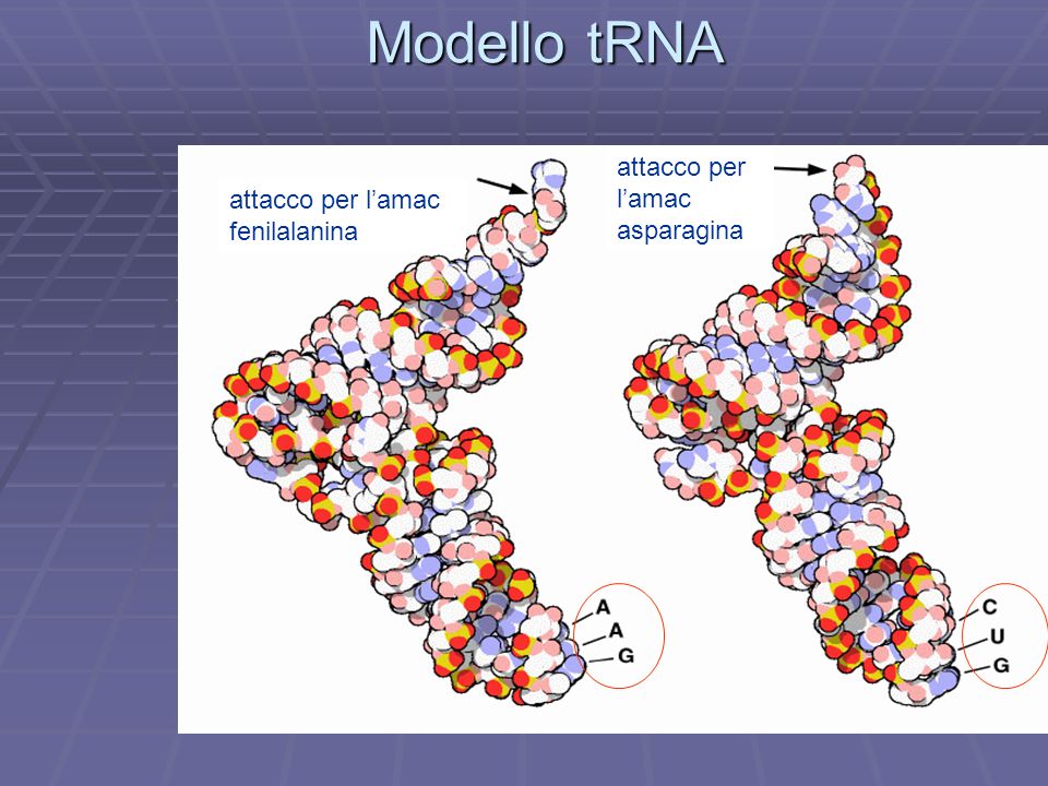 Modello tRNA attacco per l’amac attacco per l’amac fenilalanina