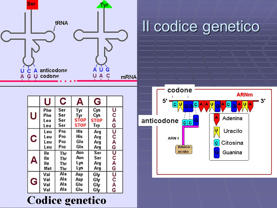 Il codice genetico codone anticodone