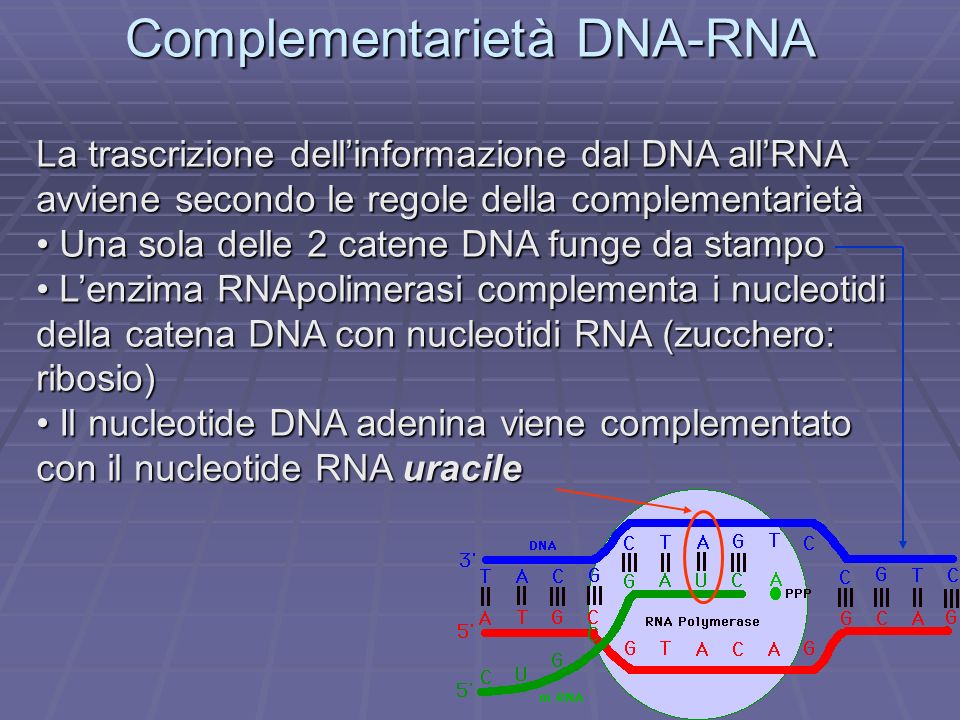 Complementarietà DNA-RNA