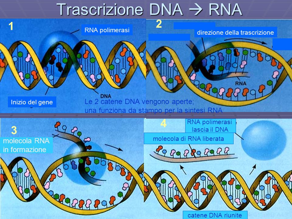 molecola di RNA liberata