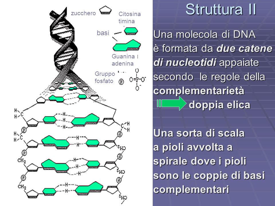 Struttura II Una molecola di DNA è formata da due catene