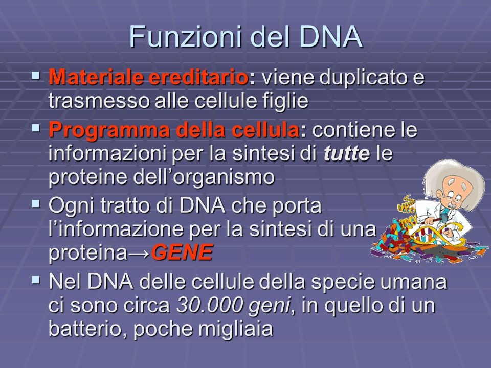 Funzioni del DNA Materiale ereditario: viene duplicato e trasmesso alle cellule figlie.