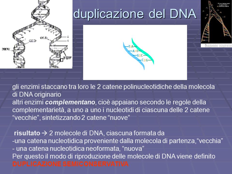 la duplicazione del DNA