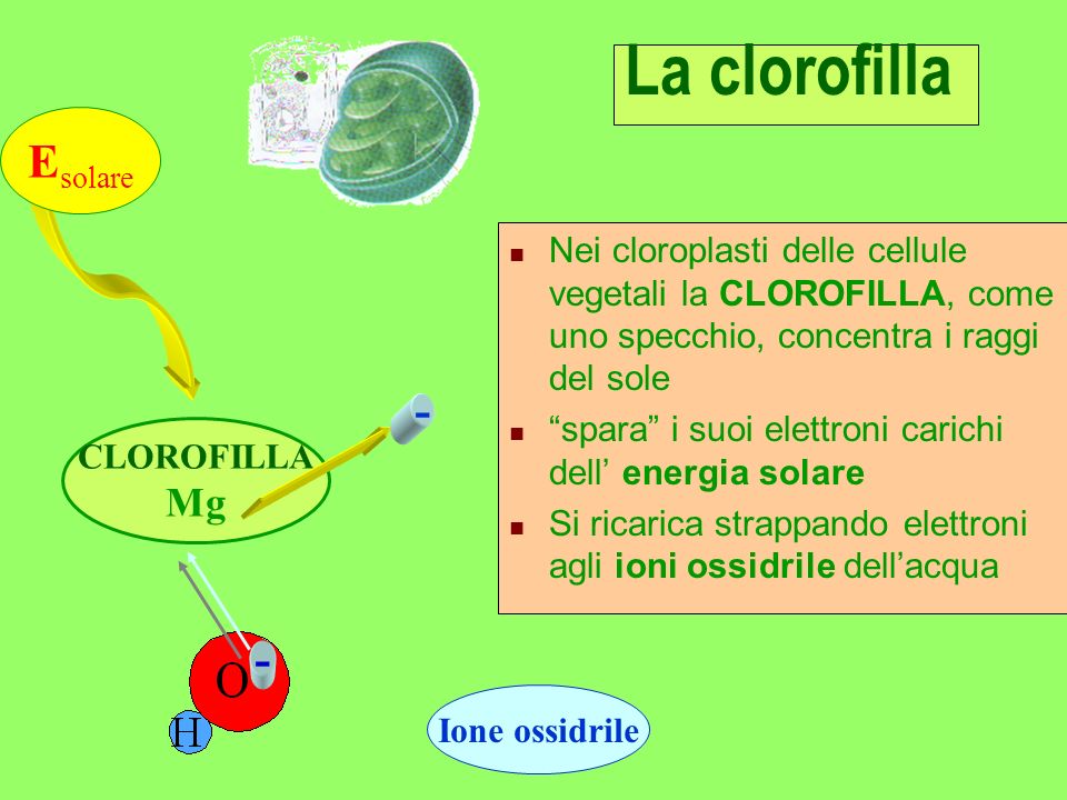 La clorofilla Esolare - Mg