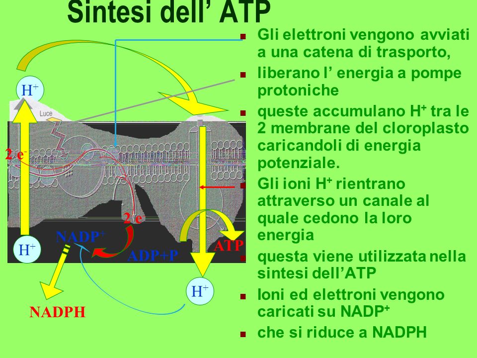 Sintesi dell’ ATP Gli elettroni vengono avviati a una catena di trasporto, liberano l’ energia a pompe protoniche.