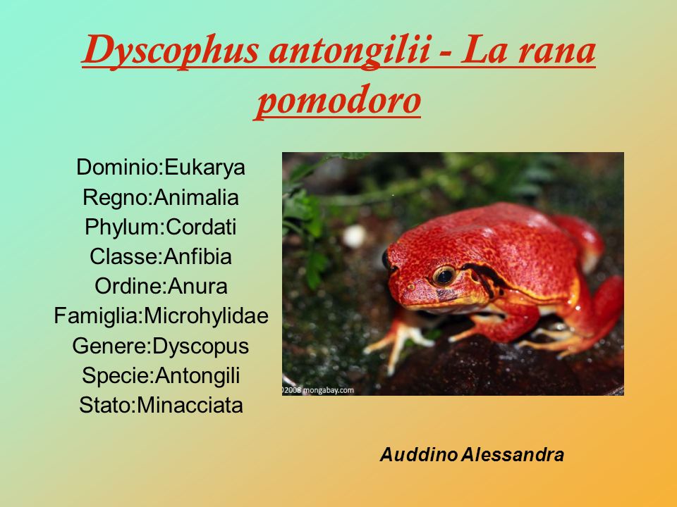Dyscophus antongilii - La rana pomodoro