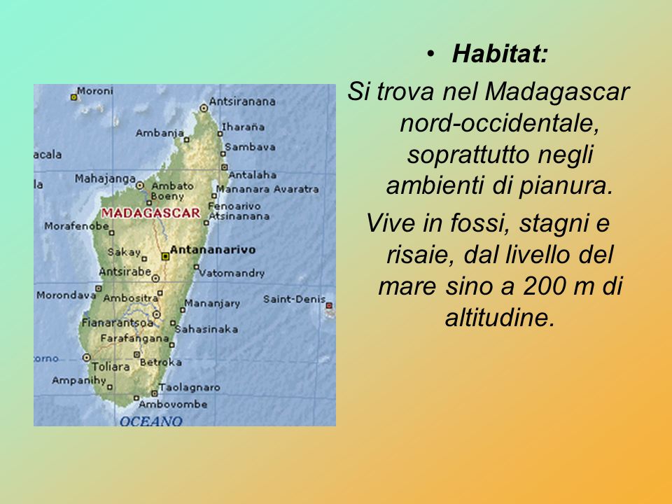 Habitat: Si trova nel Madagascar nord-occidentale, soprattutto negli ambienti di pianura.