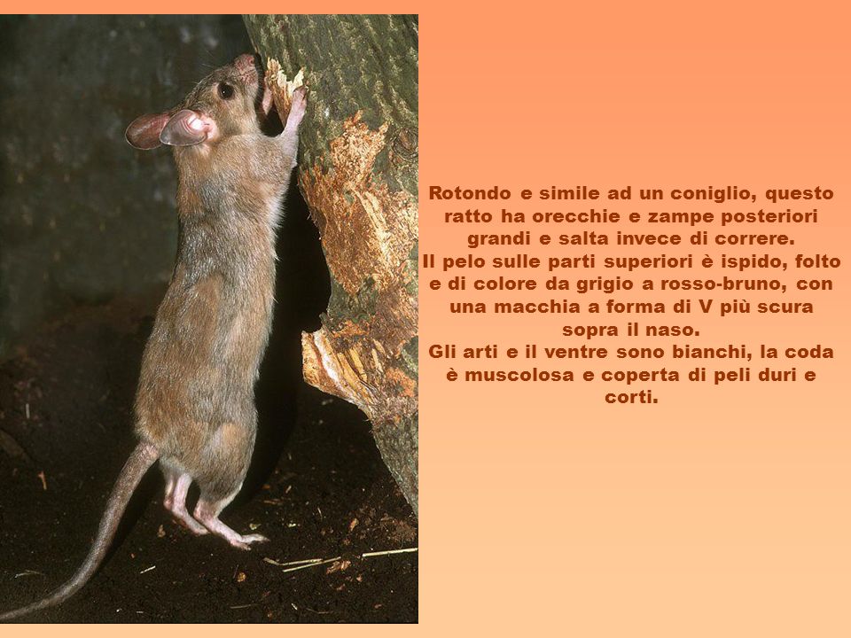 Rotondo e simile ad un coniglio, questo ratto ha orecchie e zampe posteriori grandi e salta invece di correre.