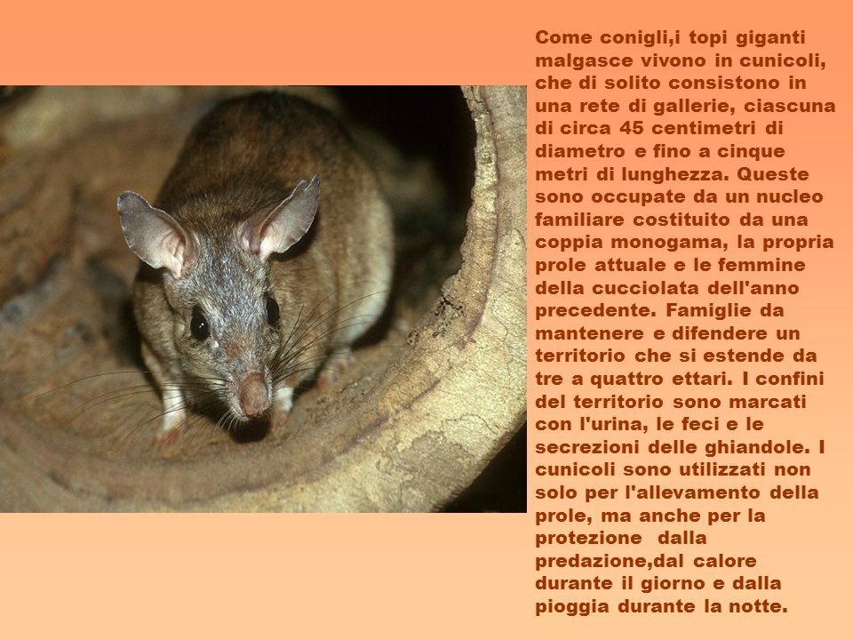 Come conigli,i topi giganti malgasce vivono in cunicoli, che di solito consistono in una rete di gallerie, ciascuna di circa 45 centimetri di diametro e fino a cinque metri di lunghezza.