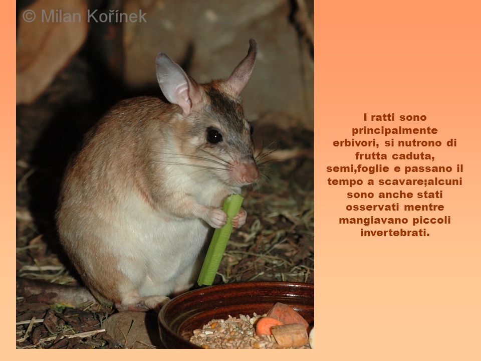 I ratti sono principalmente erbivori, si nutrono di frutta caduta, semi,foglie e passano il tempo a scavare;alcuni sono anche stati osservati mentre mangiavano piccoli invertebrati.