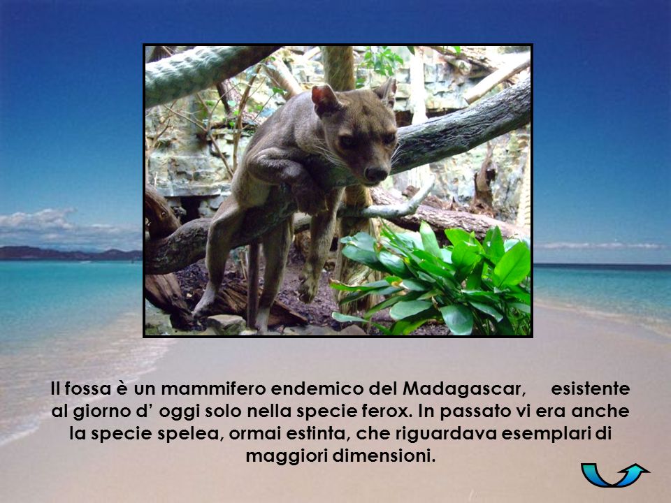 Il fossa è un mammifero endemico del Madagascar, esistente al giorno d’ oggi solo nella specie ferox.