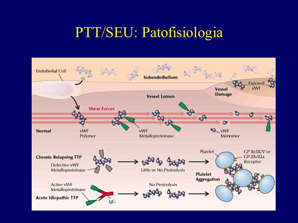 PTT/SEU: Patofisiologia