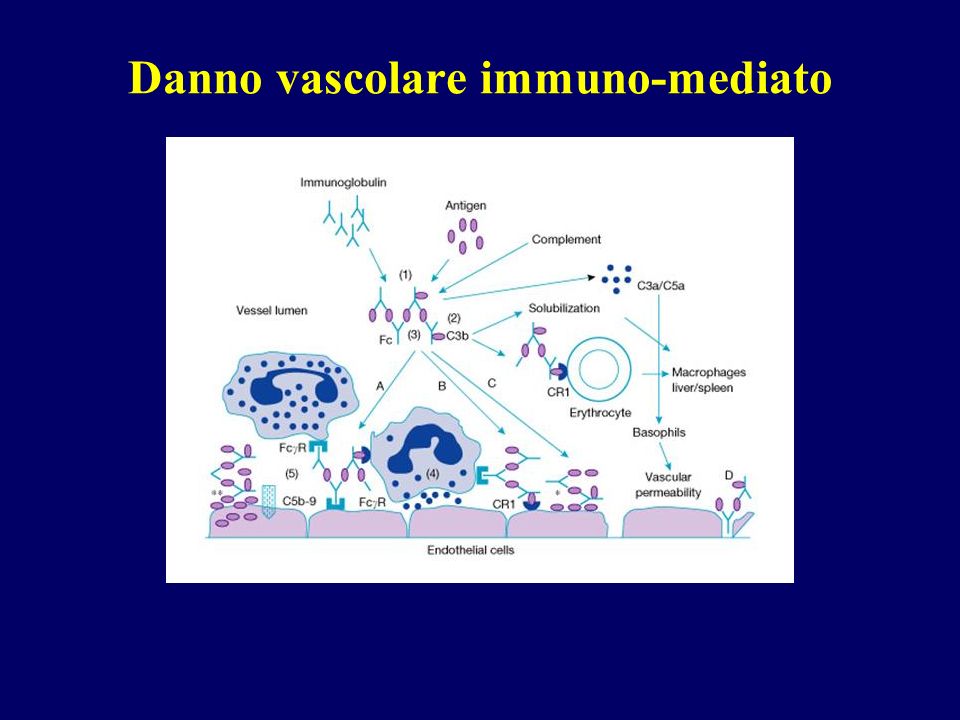 Danno vascolare immuno-mediato