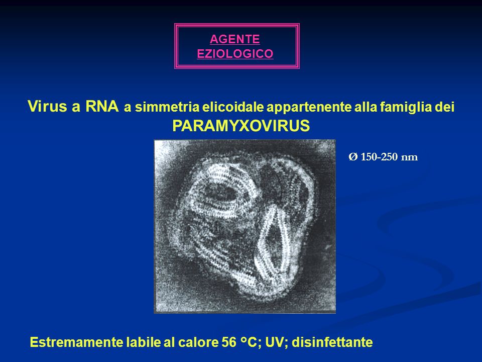 AGENTE EZIOLOGICO Virus a RNA a simmetria elicoidale appartenente alla famiglia dei PARAMYXOVIRUS. Ø nm.