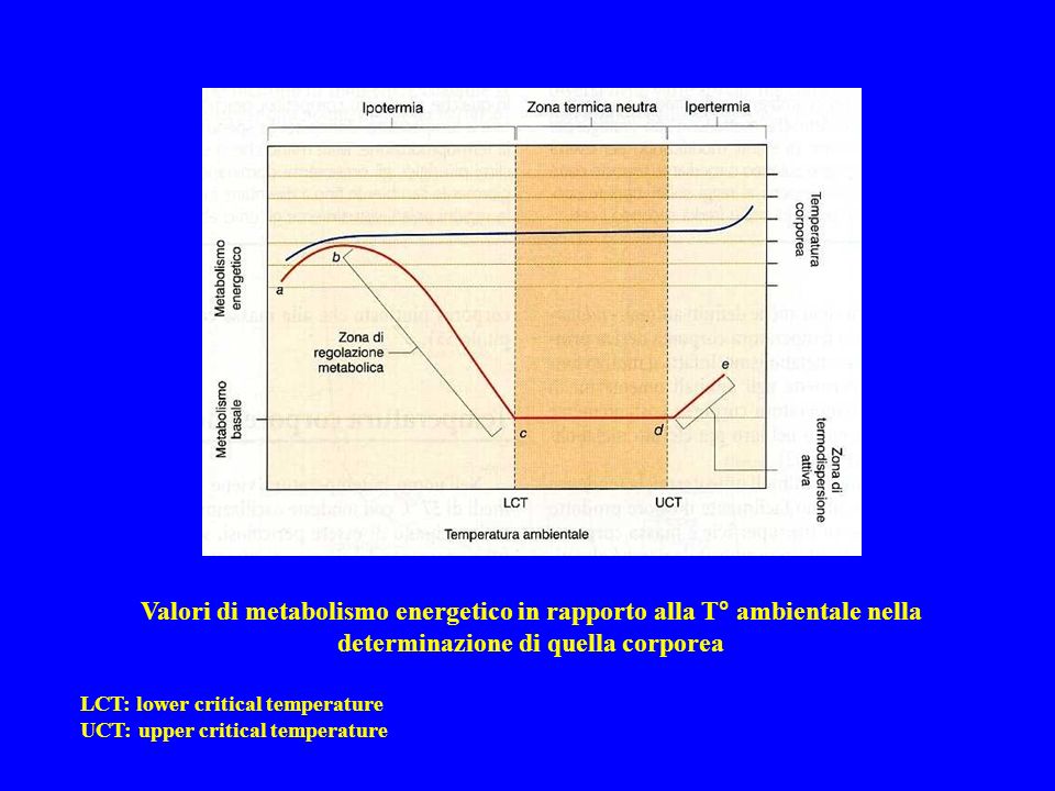 Valori di metabolismo energetico in rapporto alla T° ambientale nella determinazione di quella corporea