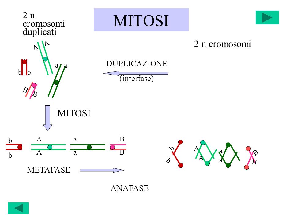 MITOSI 2 n cromosomi duplicati 2 n cromosomi MITOSI DUPLICAZIONE