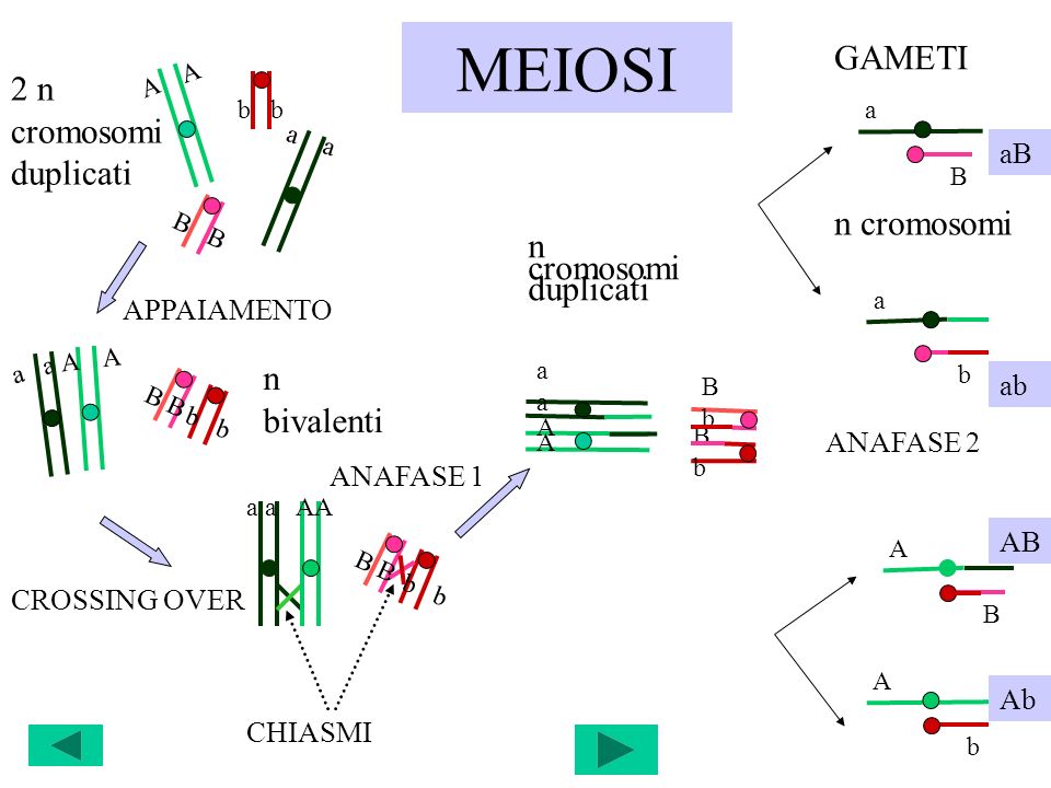 MEIOSI GAMETI 2 n cromosomi duplicati n cromosomi