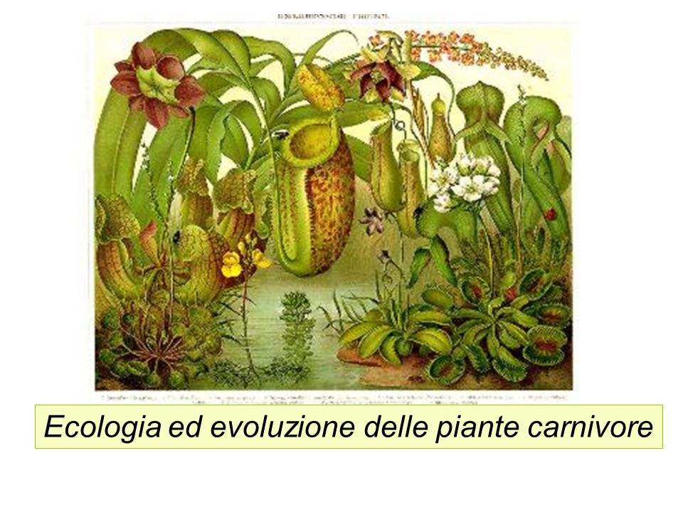 Ecologia ed evoluzione delle piante carnivore